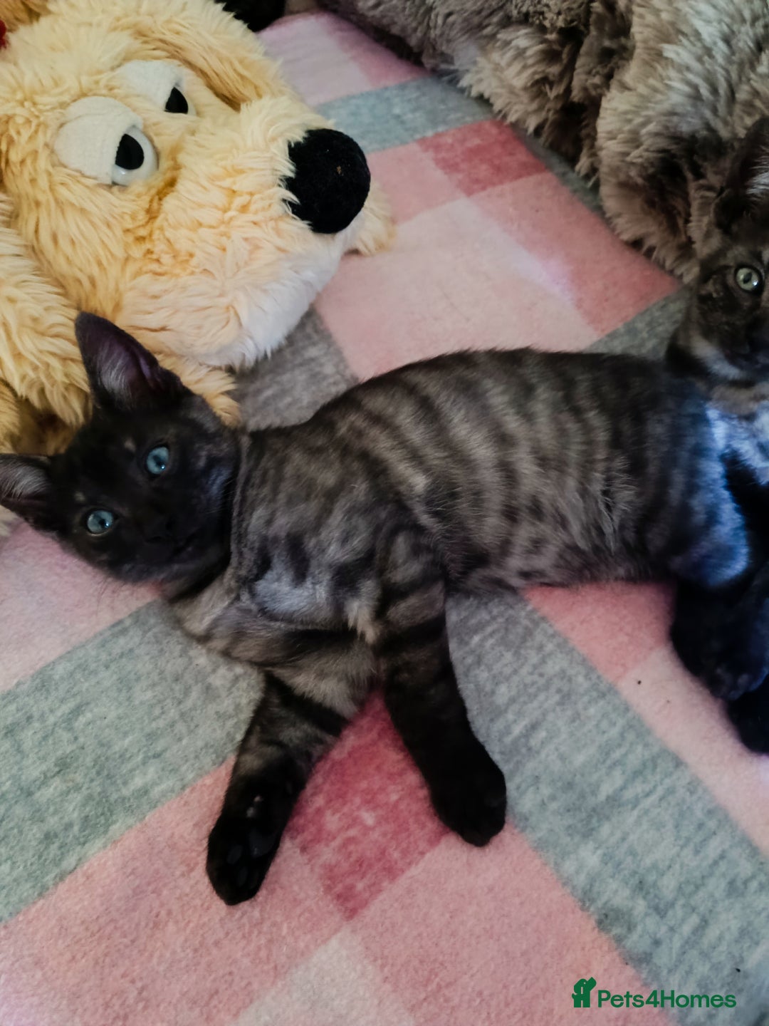 Bengal cats for sale: Three Bengals - Image 14