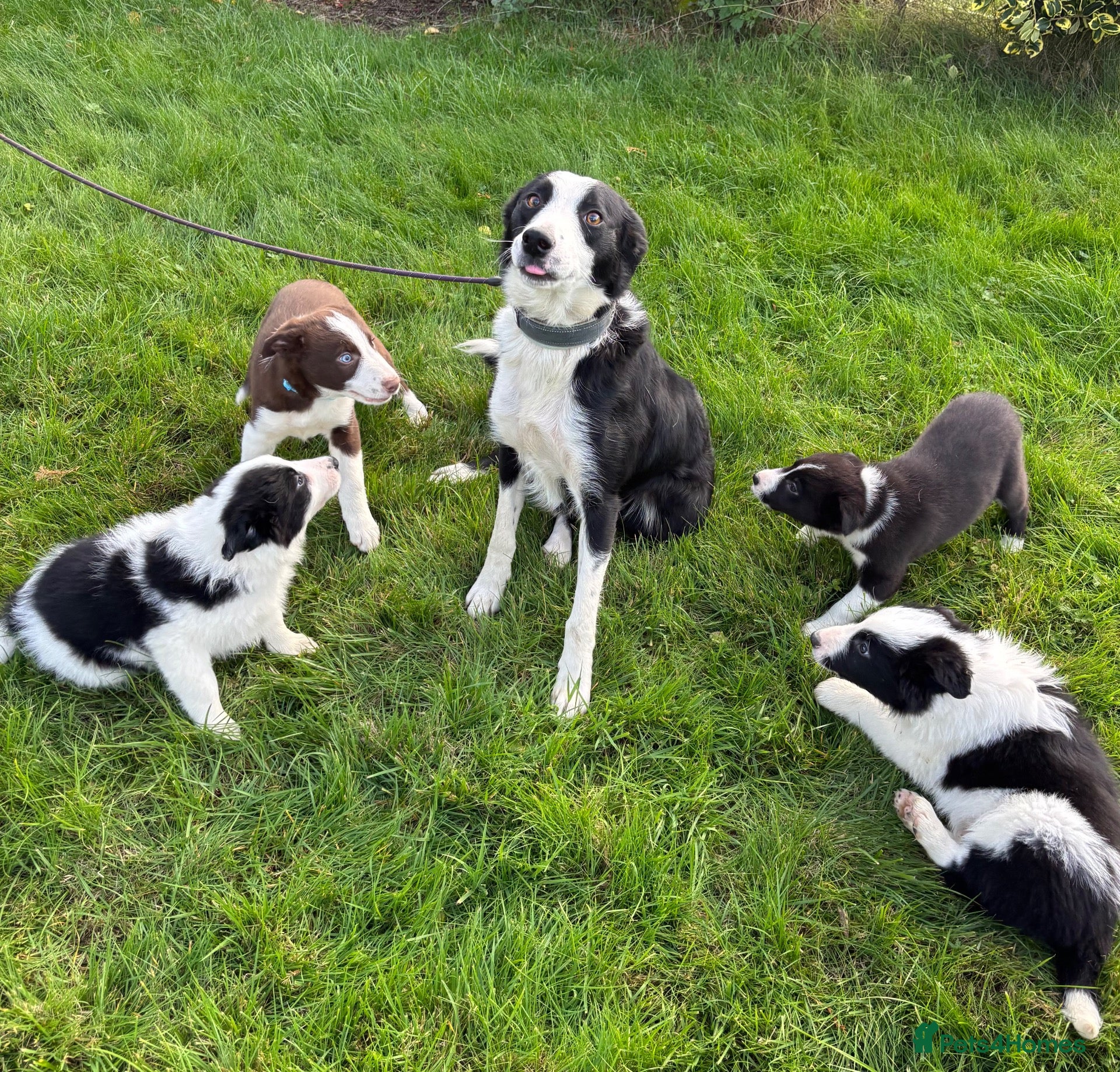 Border Collie dogs for sale: Border Collie Puppies - Advert 1