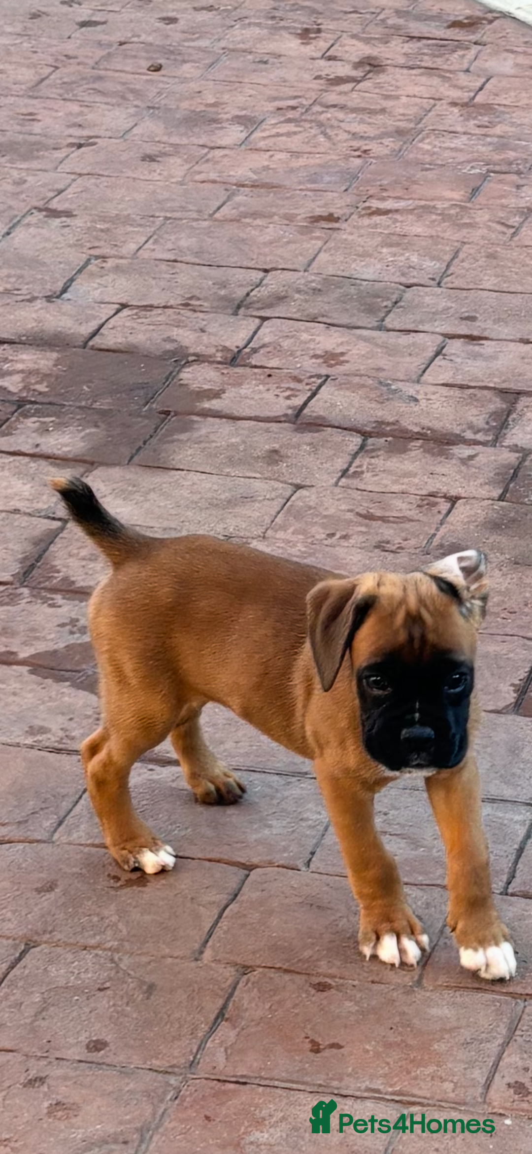 Boxer dogs for sale: Boxer pups  - Advert 11
