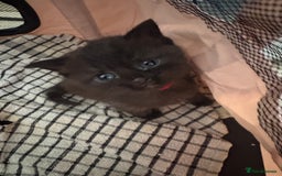 British Shorthair cats for sale: British Shorthair kittens  - Image 4