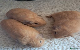 Guinea Pig rodents for sale: BEAUTIFUL PURE BABY CALIFORNIAN - Image 6