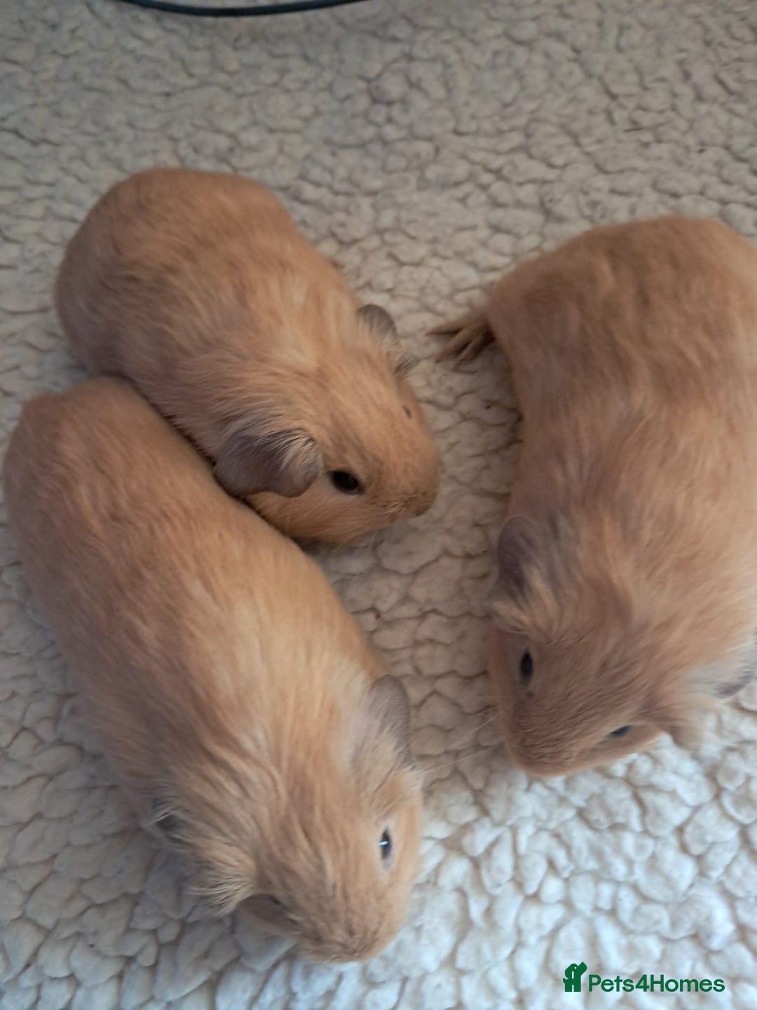 Guinea Pig rodents for sale: BEAUTIFUL PURE BABY CALIFORNIAN - Image 6