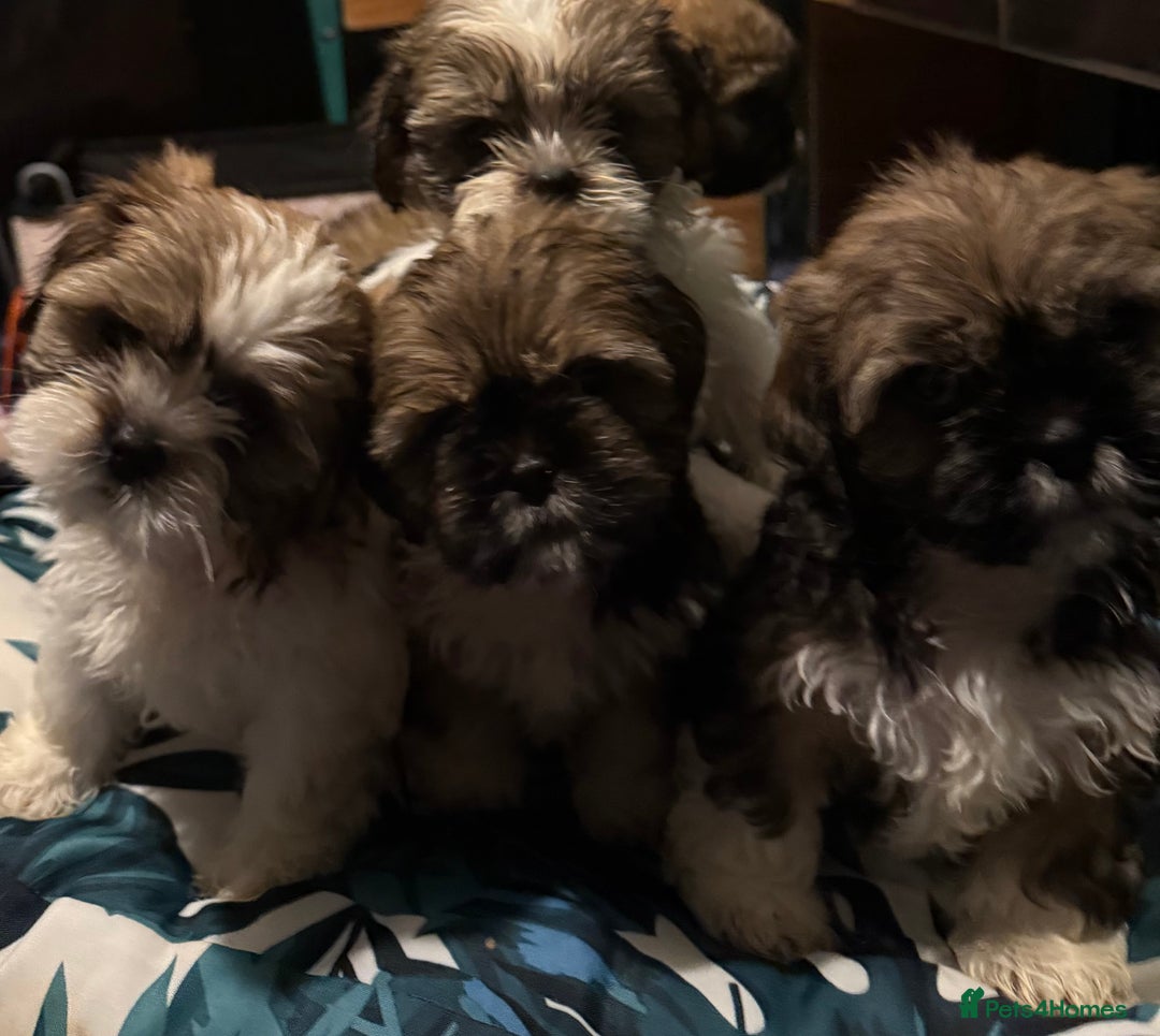 Shih Tzu dogs for sale: Adorable Shih Tzus waiting for their perfect match - Image 2