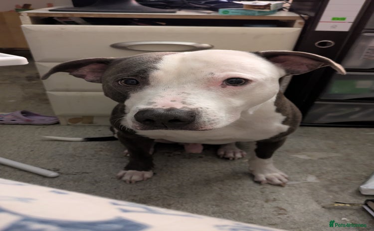 Staffordshire Bull Terrier dogs - Advert 3