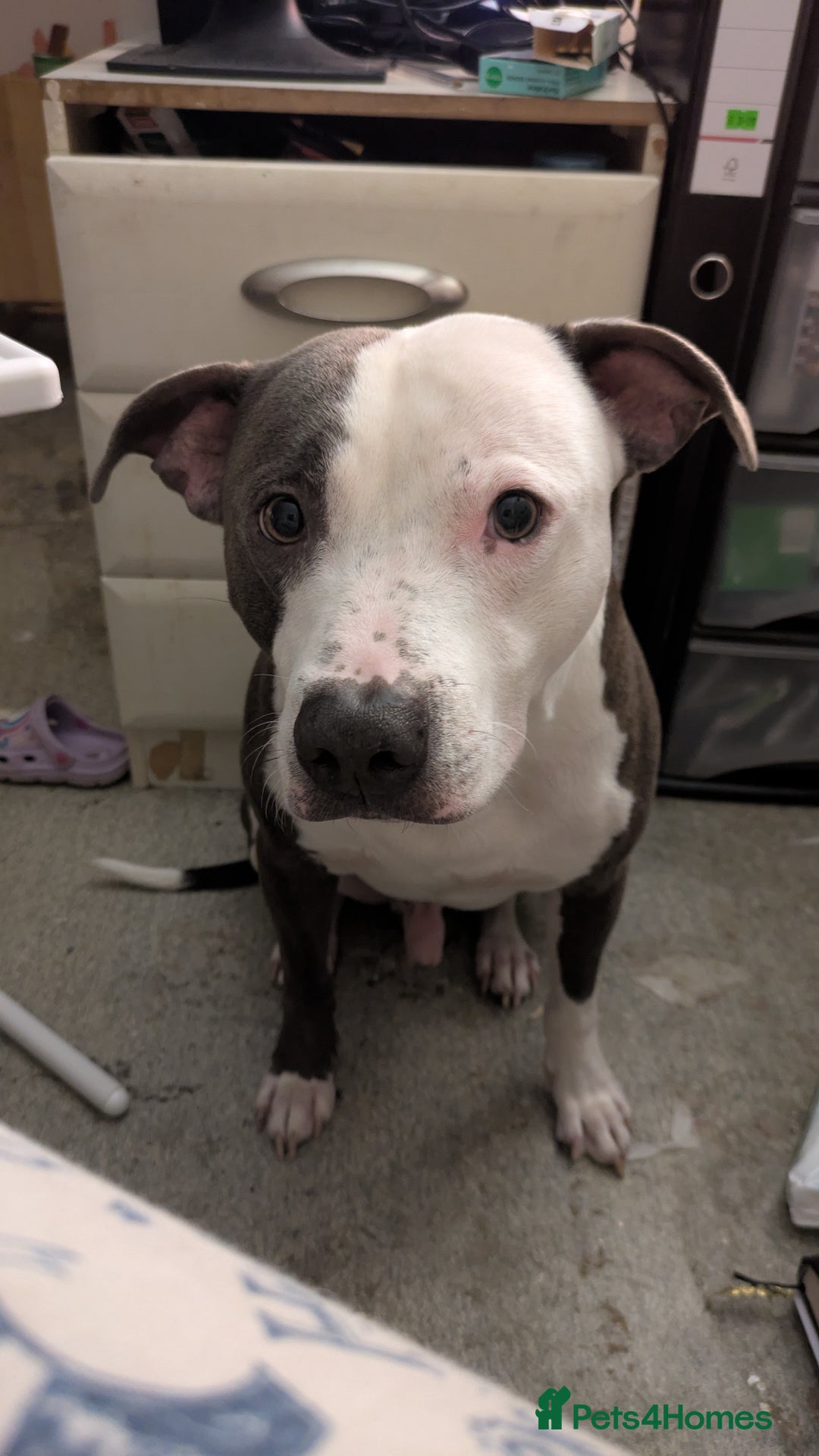 Staffordshire Bull Terrier dogs for sale: Reggie - Image 1