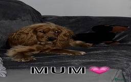 Cocker Spaniel dogs for sale: Stunning KC show cocker spaniels  - Image 21