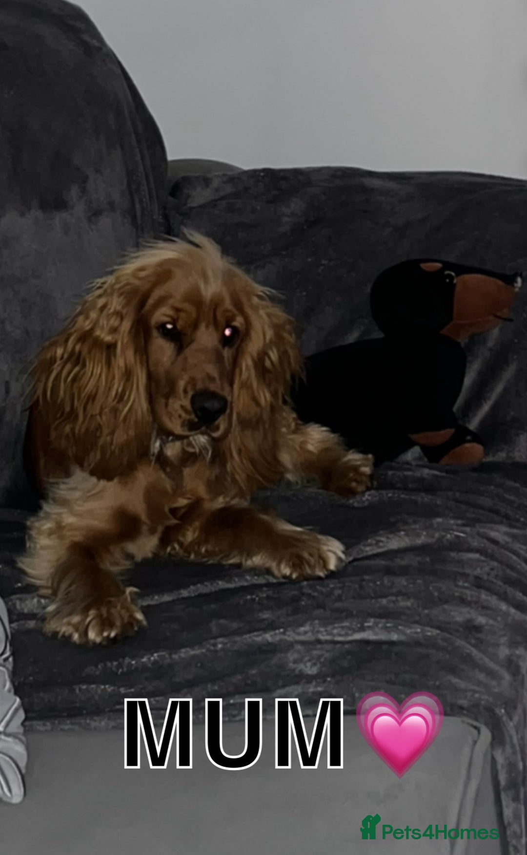 Cocker Spaniel dogs for sale: Stunning KC show cocker spaniels  - Image 21