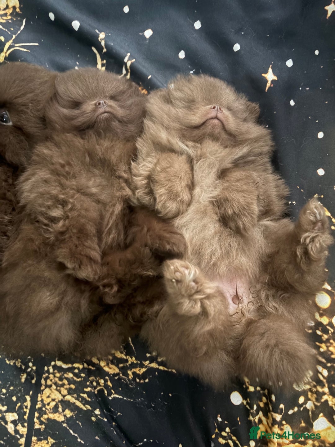 Pomeranian dogs for sale: 3 amazing teddy bear face puppies 🐻🐻🐻 - Advert 7