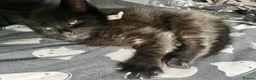 Domestic Shorthair cats for sale: Kittens  - Advert 14
