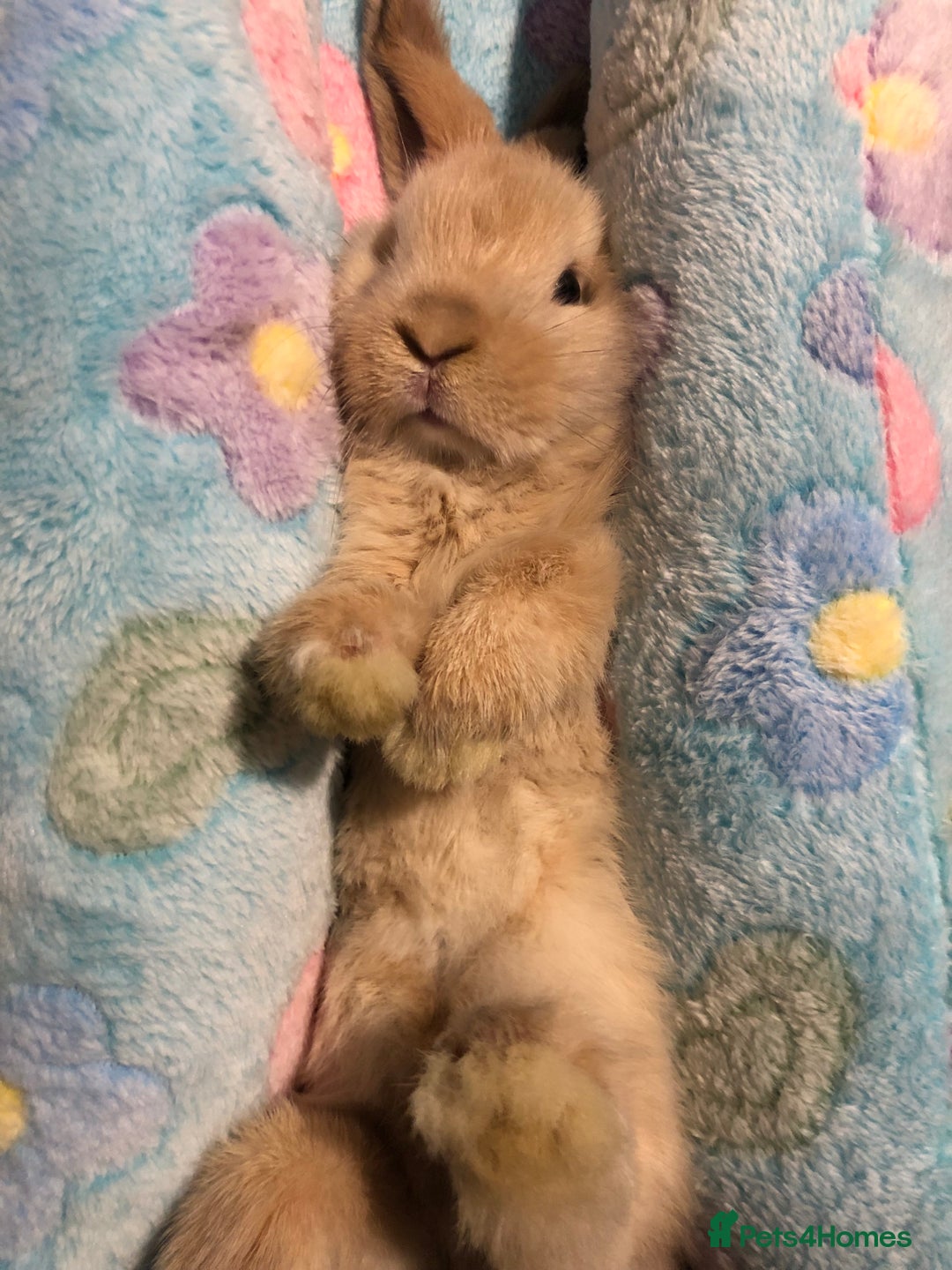 Mini Lop rabbits for sale: Beautiful Mini Lop Rabbits  - Image 12