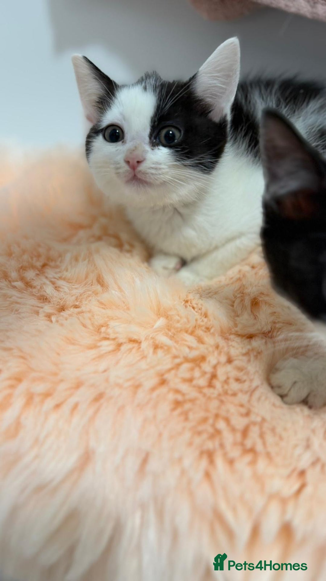 Mixed Breed cats for sale: Mixed kittens  - Advert 4