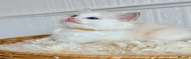 Ragdoll 2