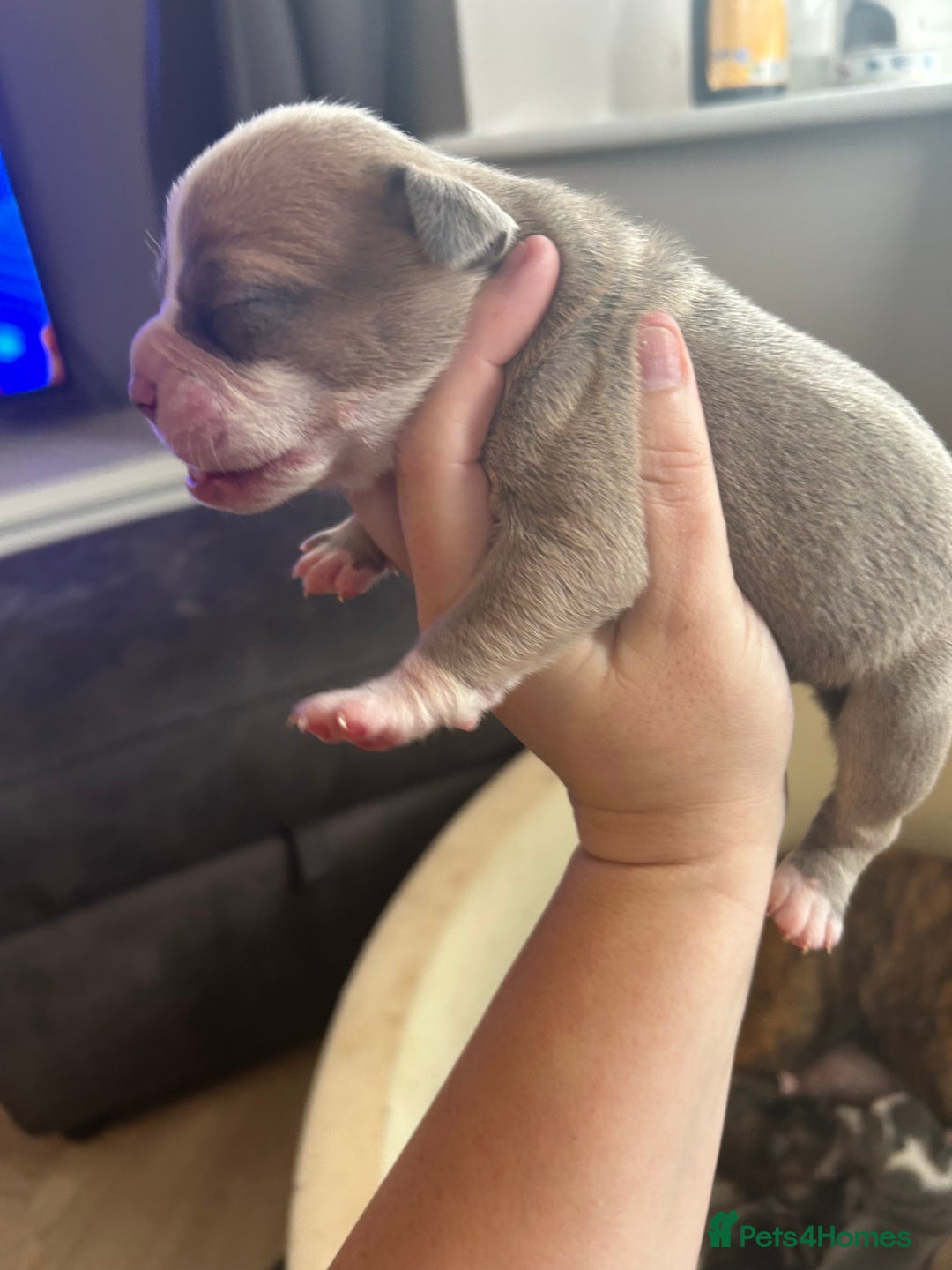 Old Tyme Bulldog dogs for sale: Beautiful old tyme bulldogs  - Image 8