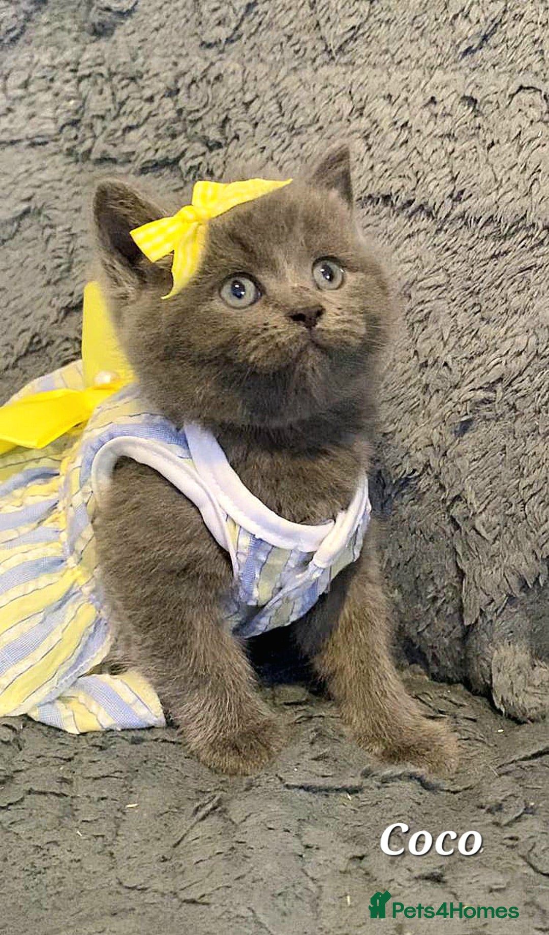 British Shorthair cats for sale: Little princess 👸  - Advert 18