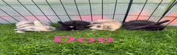Mini Lop rabbits for sale: Mini lop rabbits looking for new home  - Advert 1