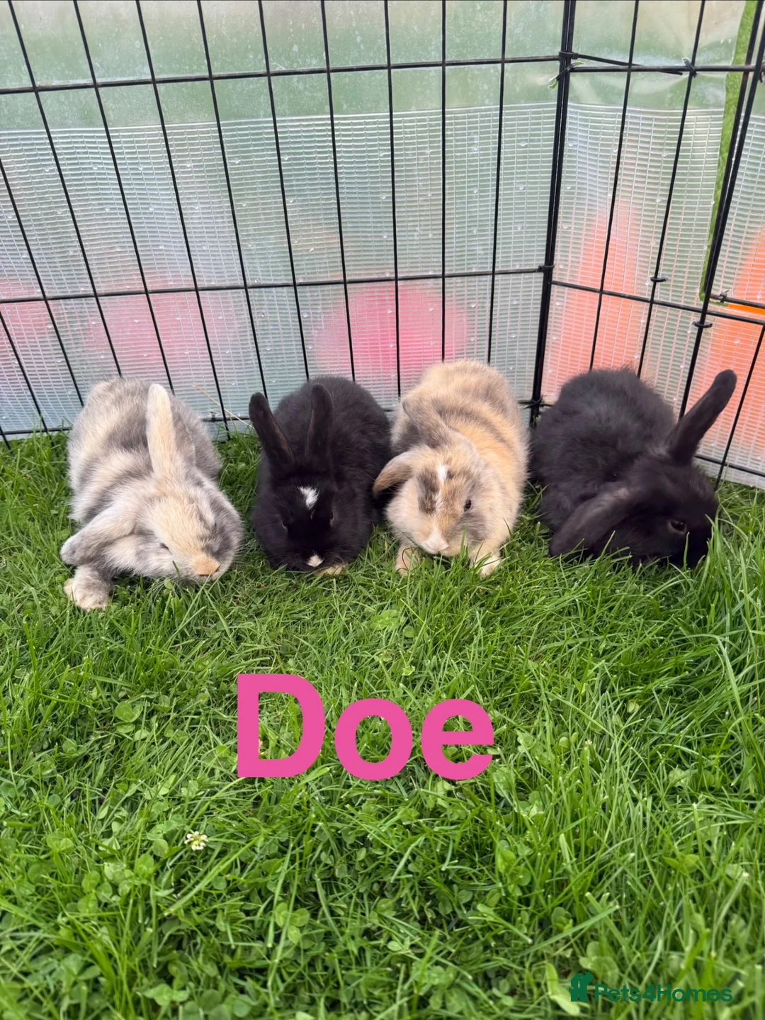 Mini Lop rabbits for sale: Mini lop rabbits looking for new home  - Advert 1