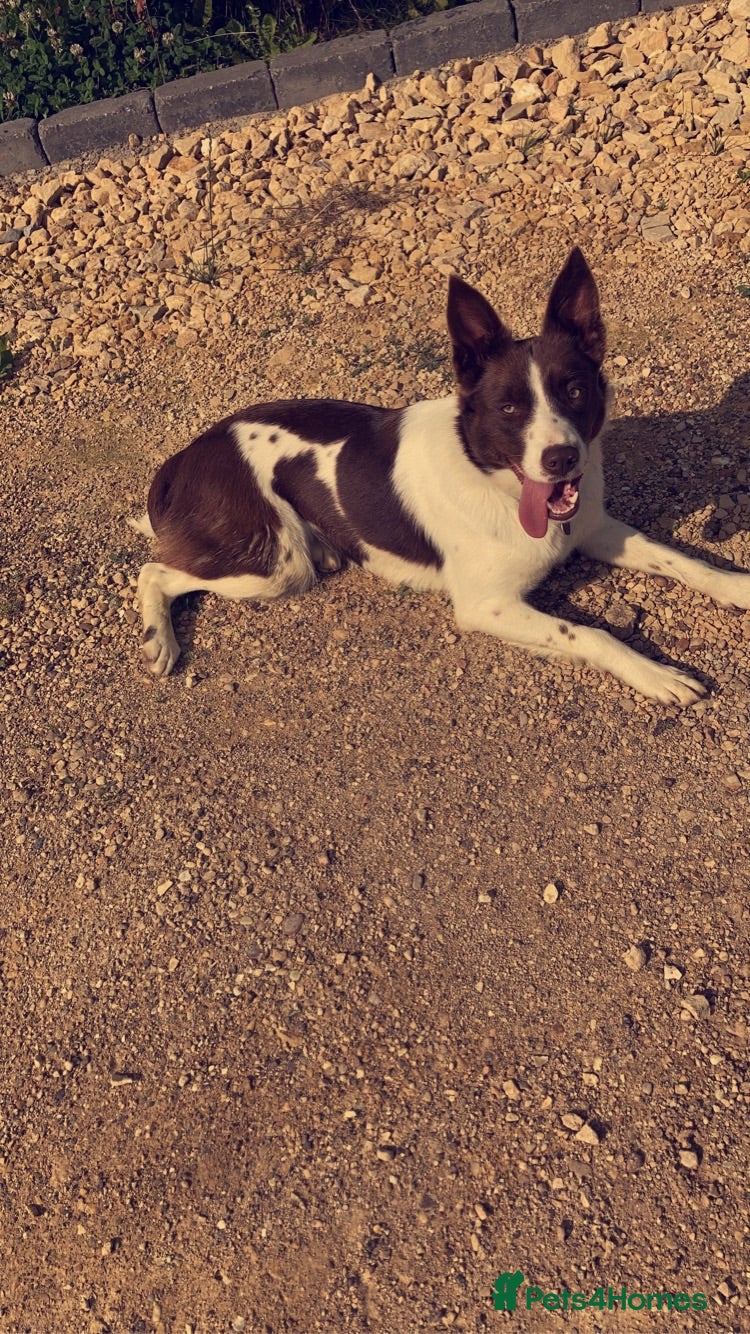 Border Collie dogs 3 boys left  - Advert 1