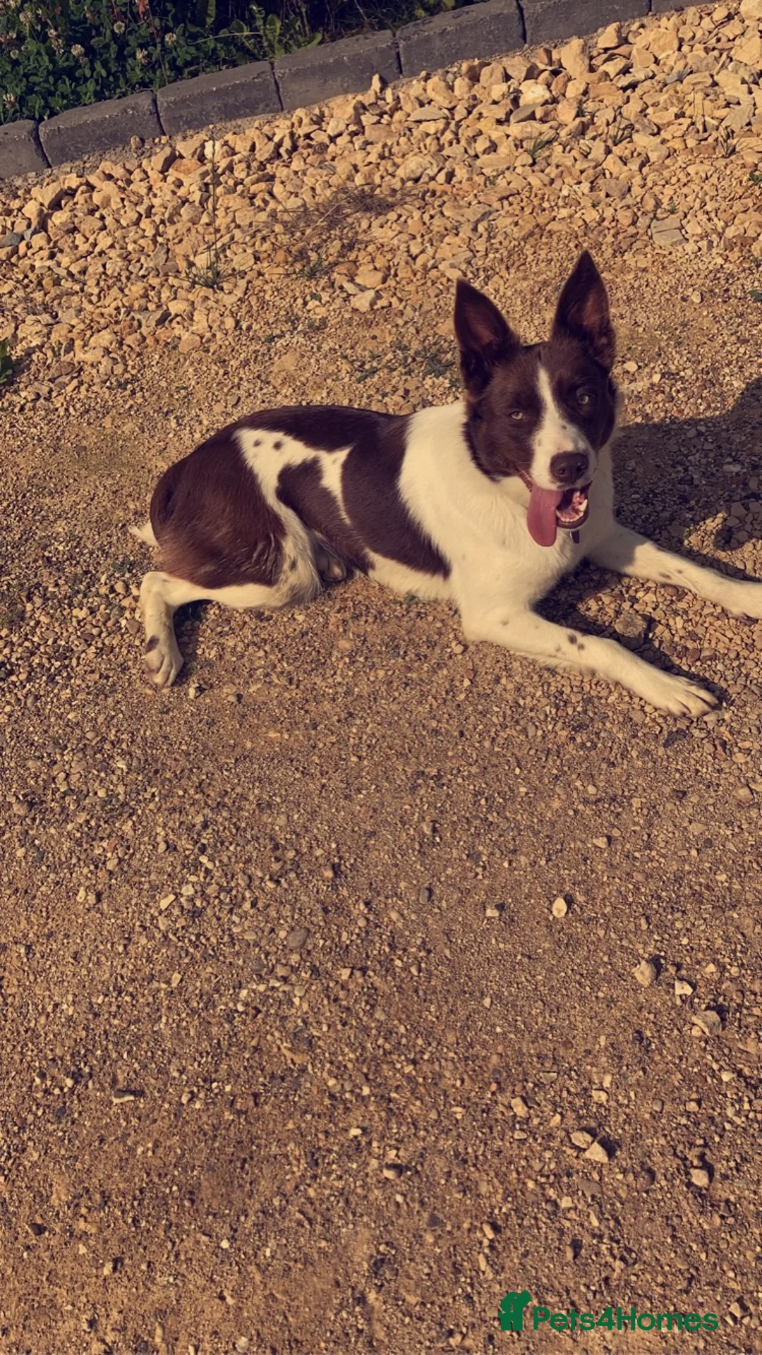 Border Collie dogs for sale: 3 boys left  in Melton Mowbray - Advert 1
