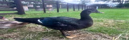 Ducks poultry for sale: Muscovy Drakes looking for new homes  - Advert 4