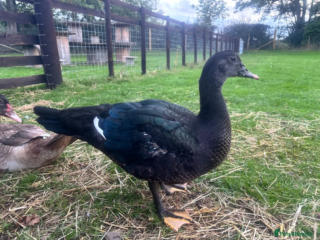 Ducks poultry for sale: Muscovy Drakes looking for new homes  - Advert 4
