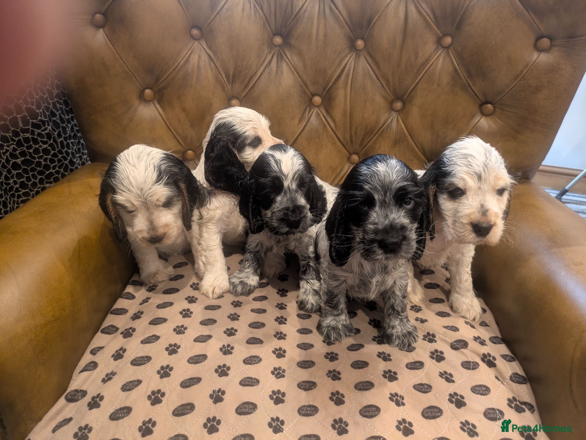 Cocker Spaniel dogs Beautiful KC Registered Show Cocker Puppies - Advert 1