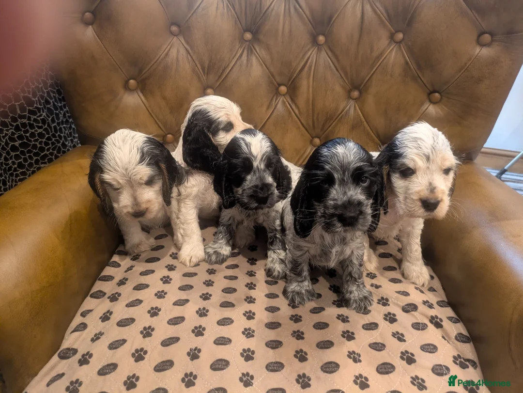 Cocker Spaniel dogs for sale: Beautiful KC Registered Show Cocker Puppies in Otley - Advert 1