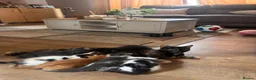 Mixed Breed cats for sale: 4 beautiful family kittens ready to leave now  - Advert 20
