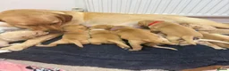 Labrador Retriever dogs for sale: Stunning Labrador Retriever Puppies  - Advert 40