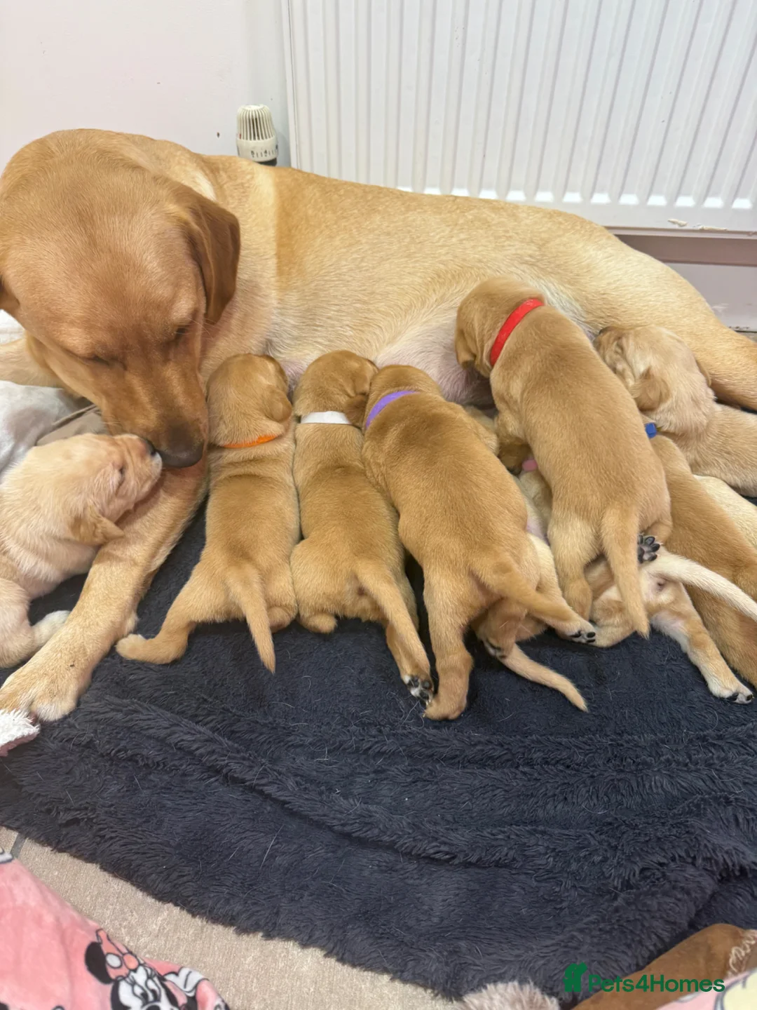 Labrador Retriever dogs for sale: Stunning Labrador Retriever Puppies  - Advert 40