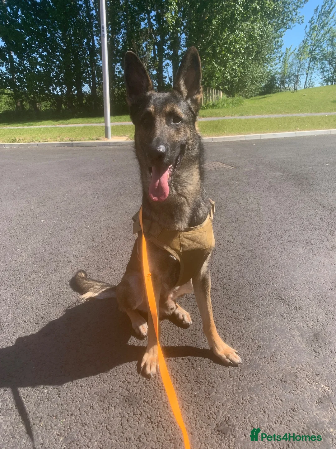 German Shepherd dogs for sale: Buster  in Maidstone - Advert 3
