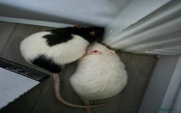 Rat rodents for sale: Three male rats & cage - Image 2