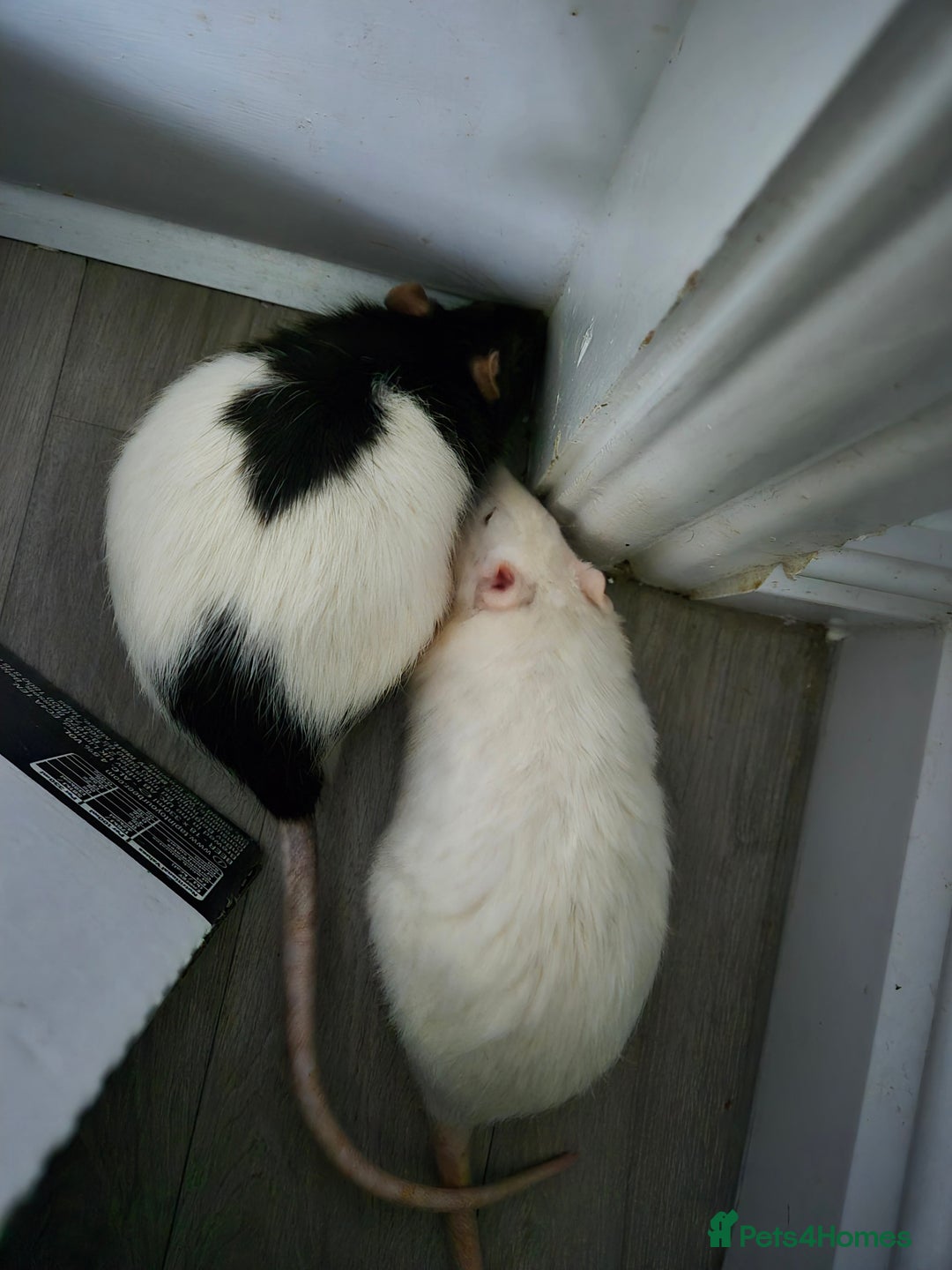 Rat rodents for sale: Three male rats & cage - Image 2
