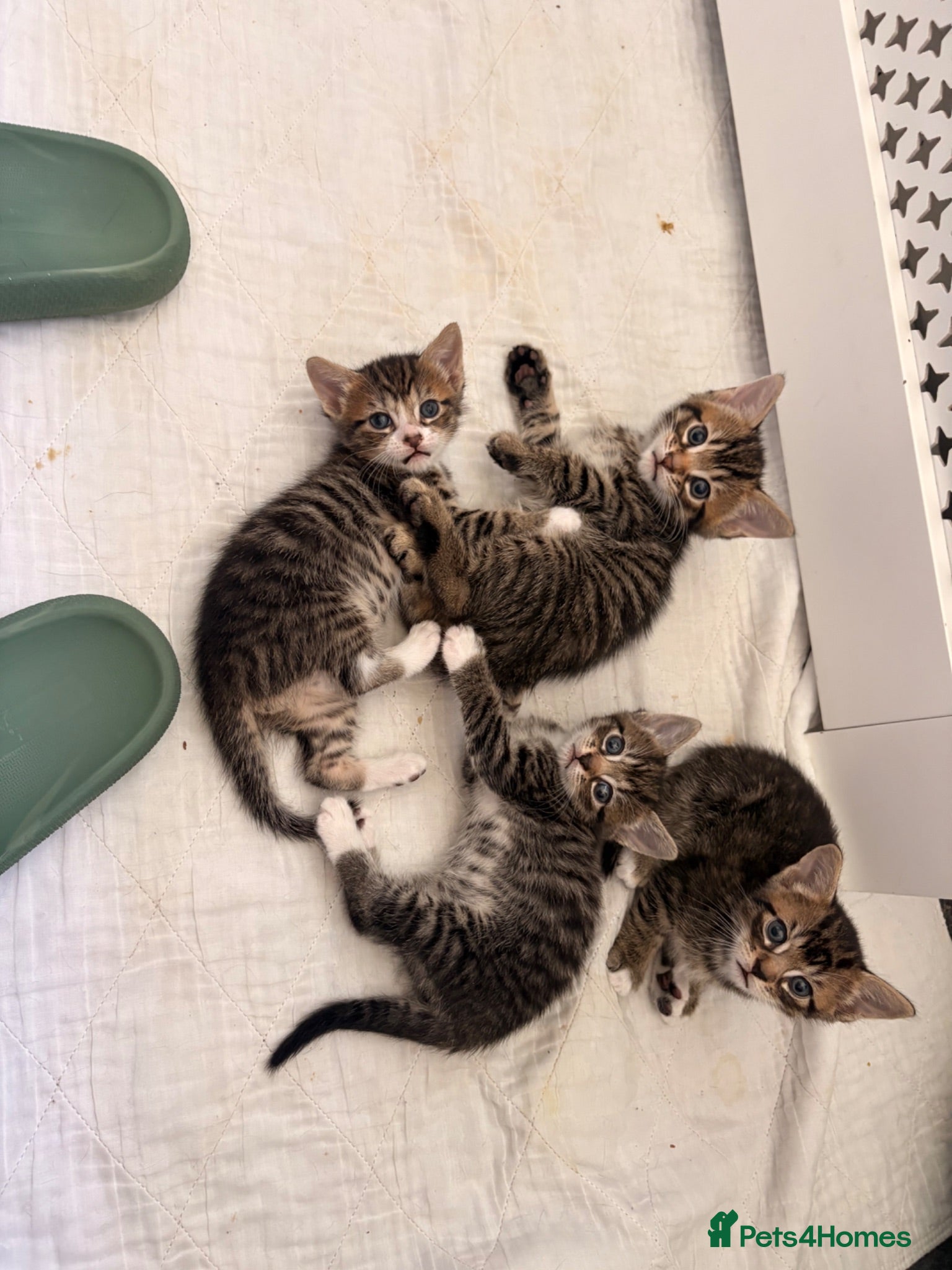 Domestic Shorthair cats Beautiful little kittens - Advert 5