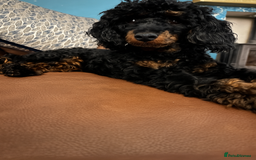 Cavapoochon dogs for sale: Toy Cavapoochon Puppies F1B - Image 3