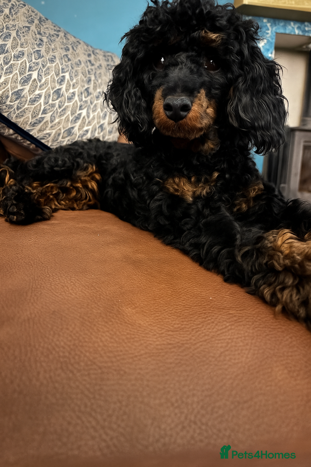 Cavapoochon dogs for sale: Toy Cavapoochon Puppies F1B - Image 3