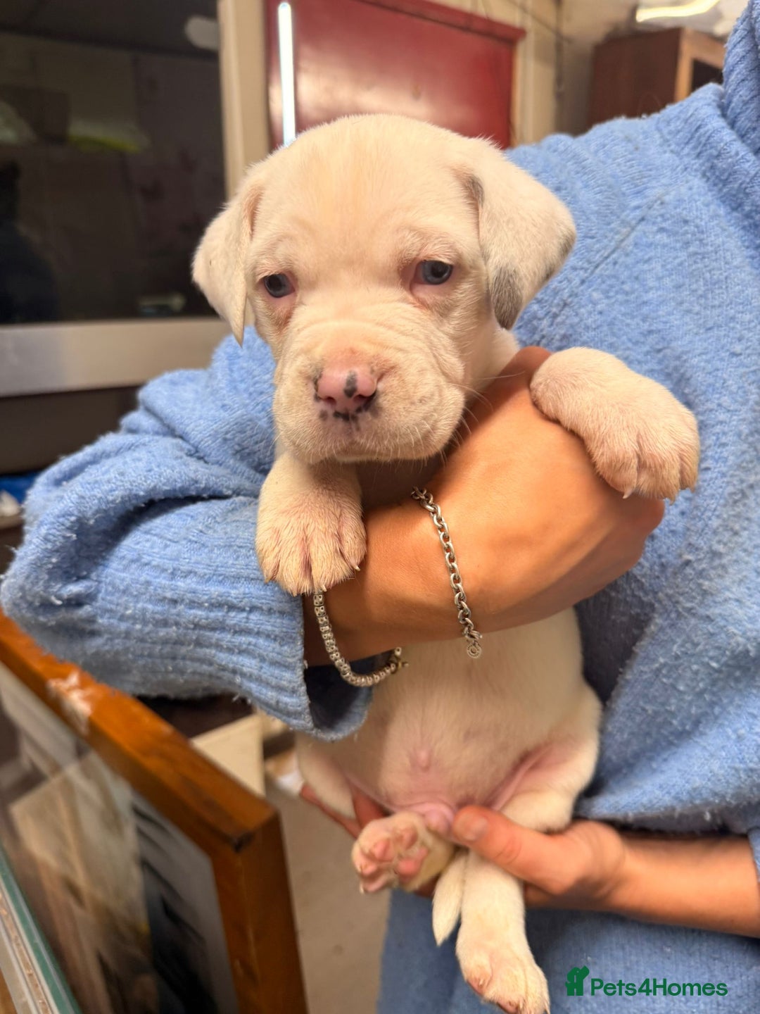 Cane Corso dogs for sale: Stunning Cane Corso Puppies for sale - Image 20