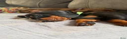 Miniature Dachshund dogs for sale: 3 Mini Daxi Puppies ready to leave - Advert 22