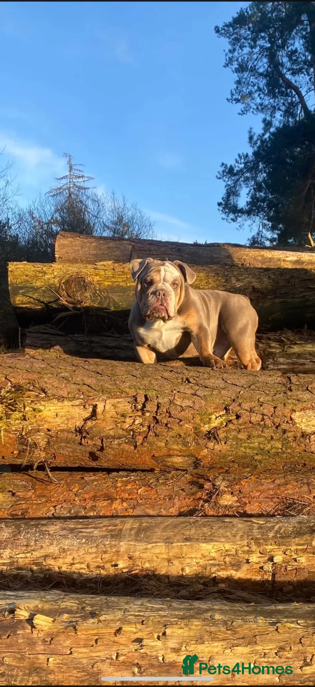 English Bulldog dogs for stud: PRINCE HARRY ENGLISH BULLDOG STUD - Advert 2