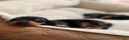 Miniature Dachshund dogs for sale: Our mini dachshund litter has arrived in Cheltenham - Advert 2