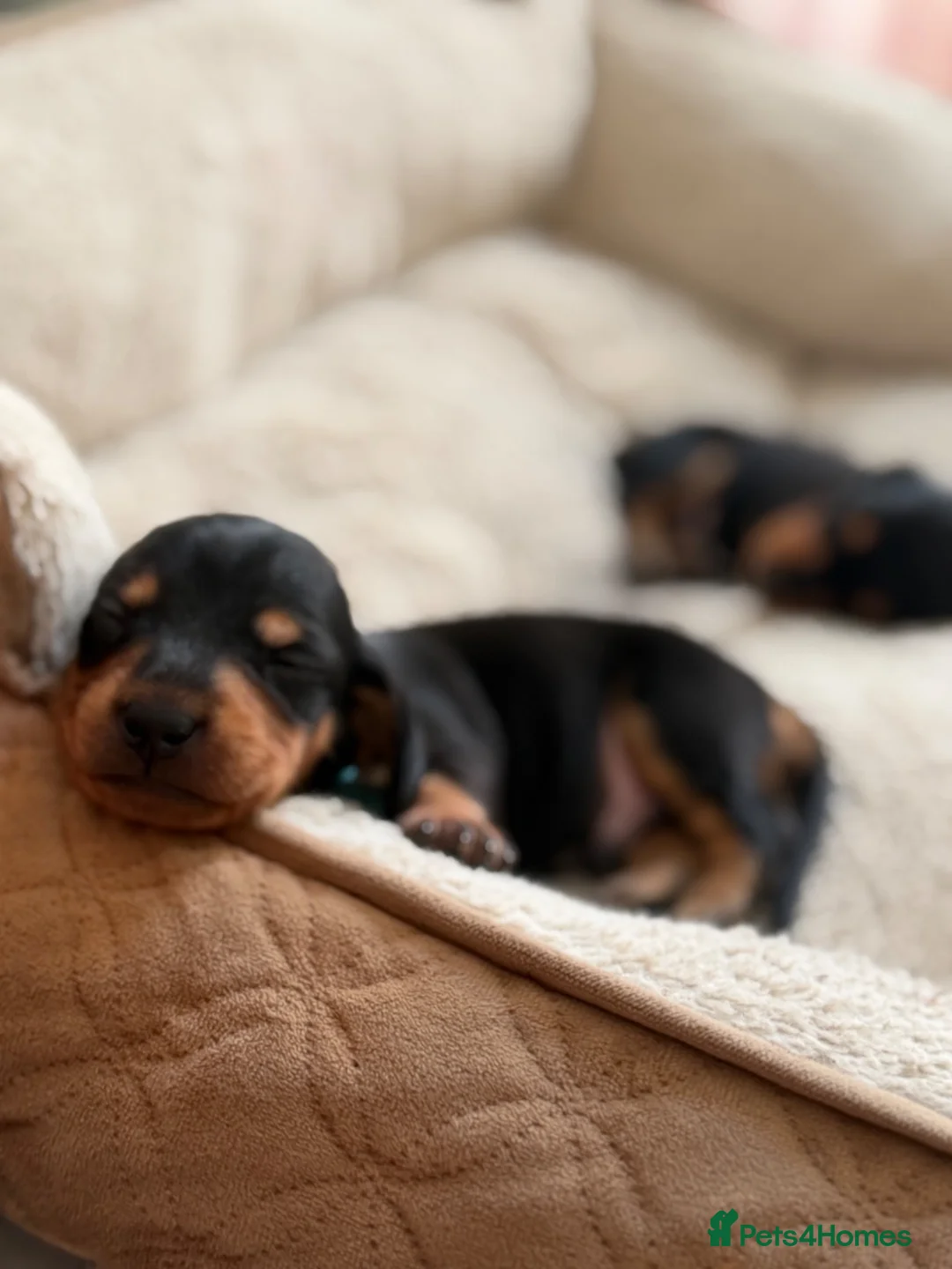 Miniature Dachshund dogs for sale: Our mini dachshund litter has arrived in Cheltenham - Advert 2