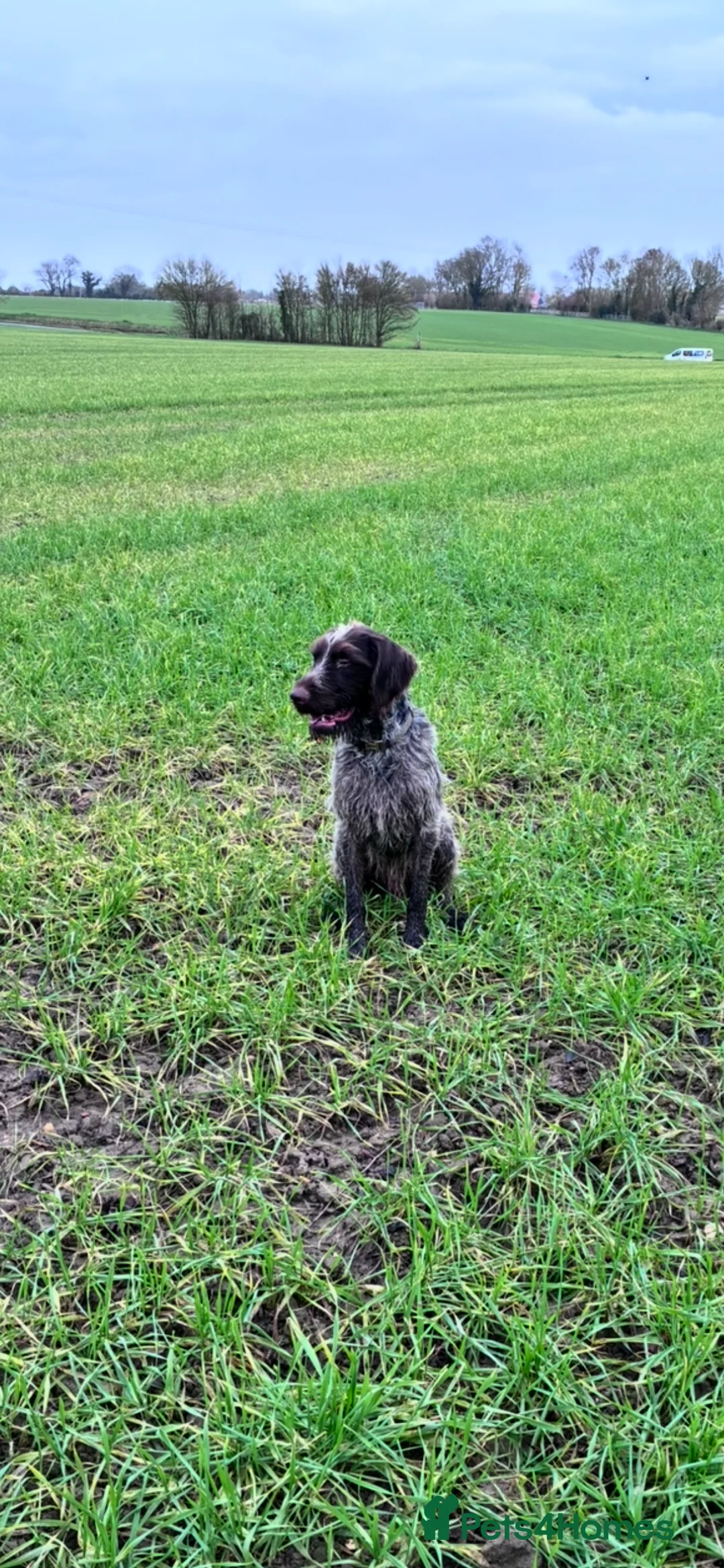 German Wirehaired Pointer dogs for sale: Rudy. 18 month old German wirehaired pointer  - Advert 3