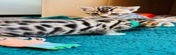 Bengal cats for sale: Amazing Bengal Kittens for sale  - Advert 29