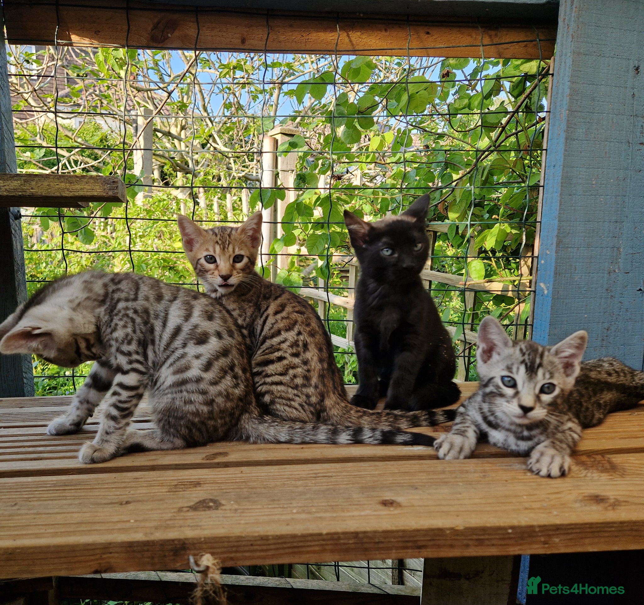 Mixed Breed cats for sale: 7/8ths Bengal, 1/8th Siamese kittens  - Advert 13