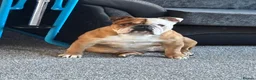 English Bulldog dogs for sale: English bulldog for sale - Advert 10