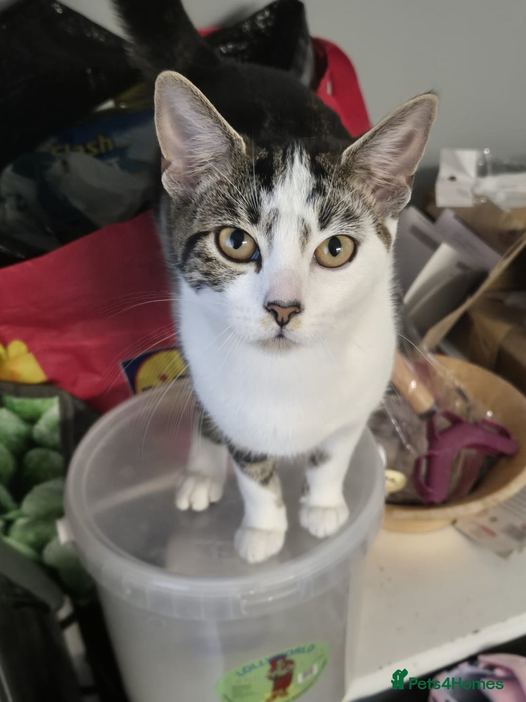 British Shorthair cats for sale: 1xmale black & white and 1xfemale Calico colours  - Image 8