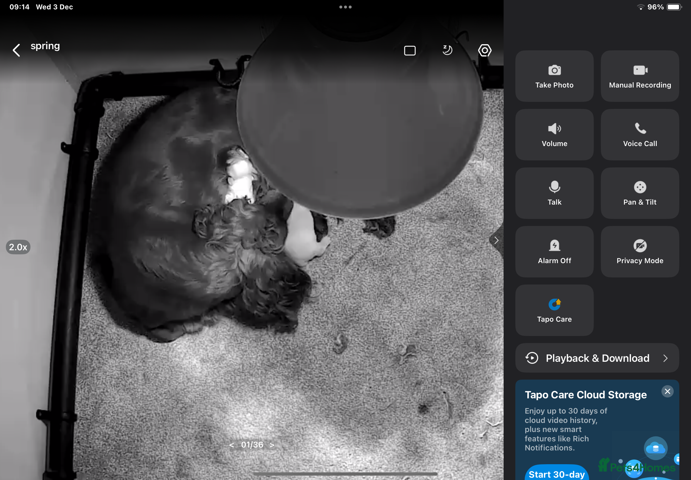 Cocker Spaniel dogs Hereditary clear working cock spaniels - Advert 1