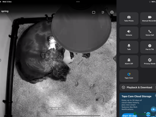 Cocker Spaniel dogs Hereditary clear working cock spaniels - Advert 1