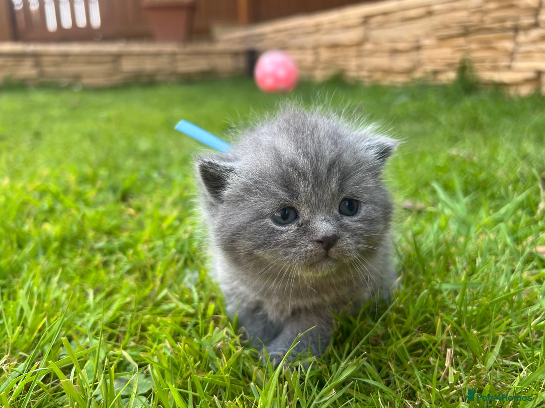 British Shorthair cats for sale: Blue British shorthair  - Image 6
