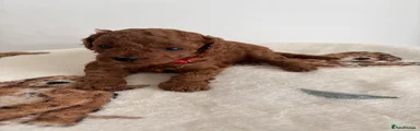 Cavapoo 6