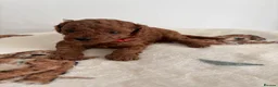 Cavapoo dogs for sale: Cavapoo Puppies for sale - Advert 18